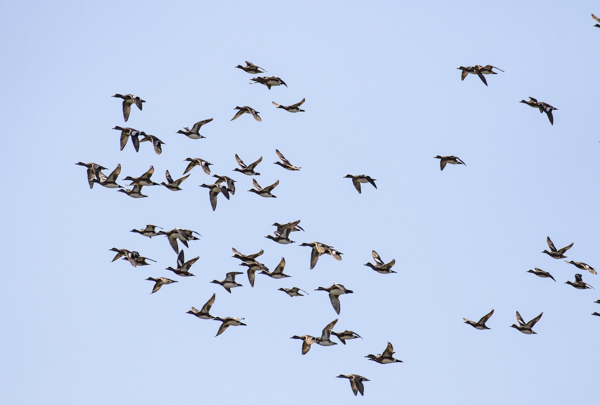 American Wigeon - ML203586461