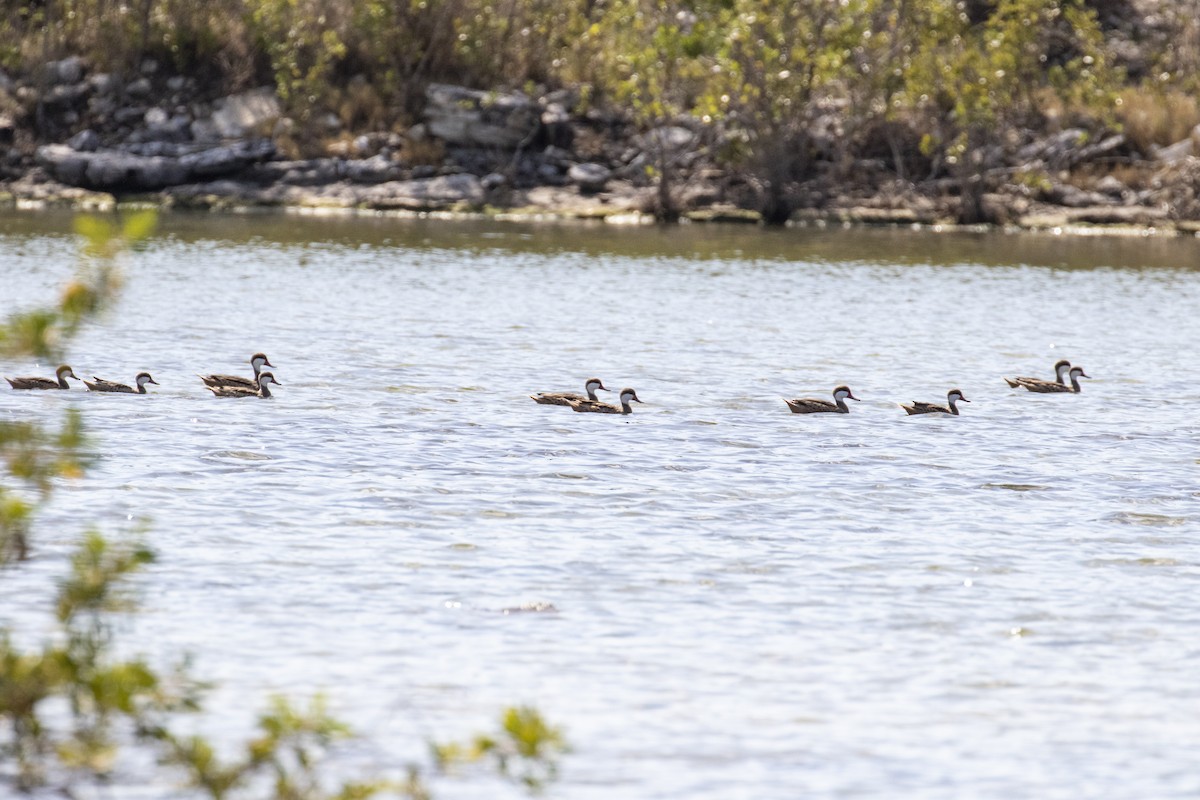 White-cheeked Pintail - ML203586591