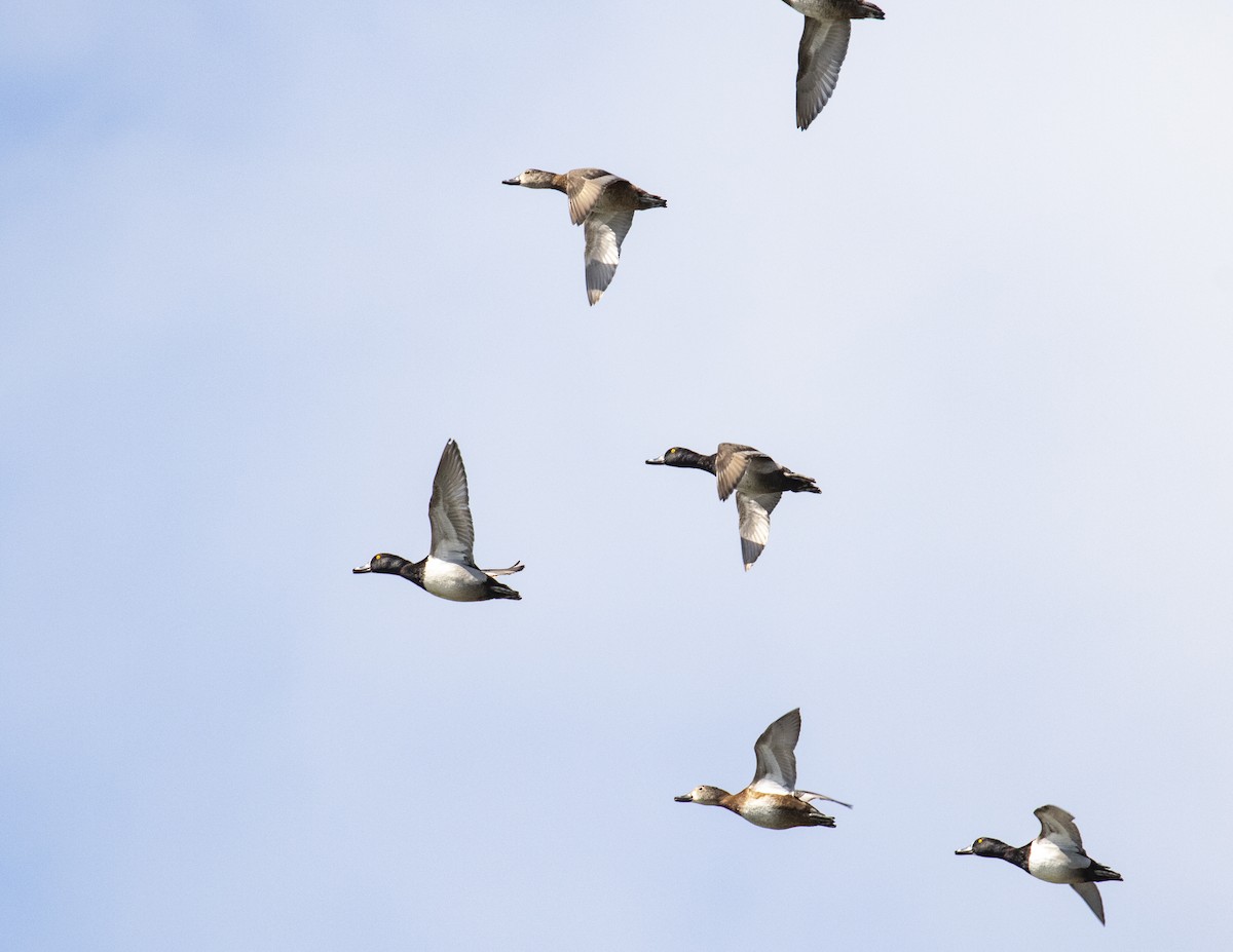 Ring-necked Duck - ML203586711