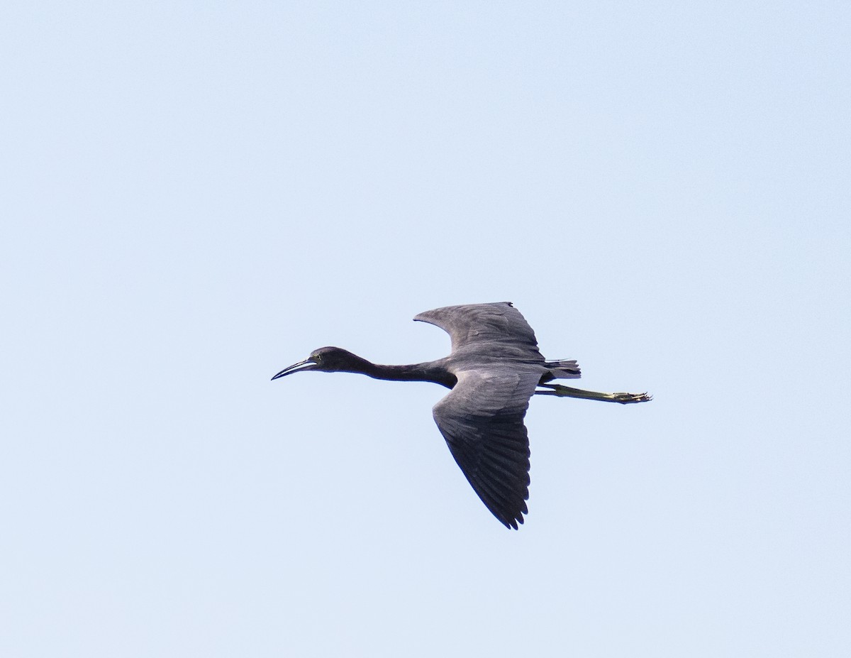 Little Blue Heron - Kamella Boullé