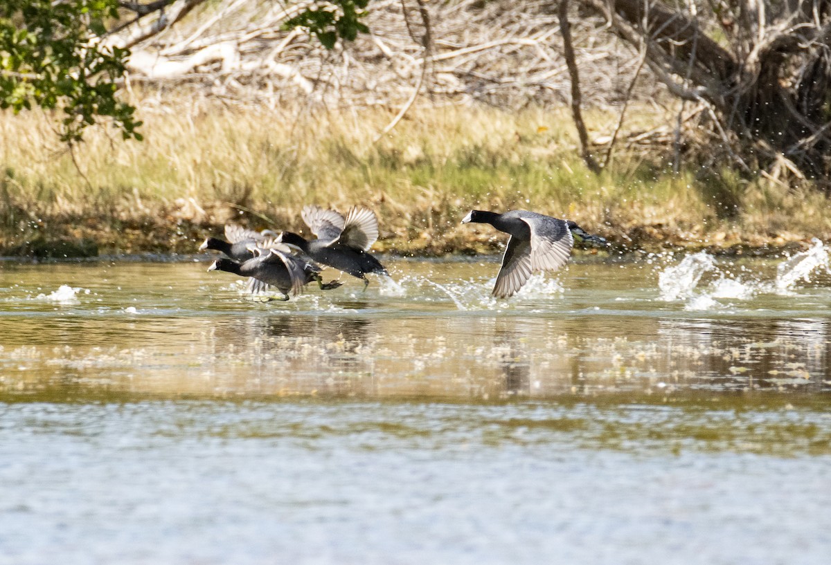 American Coot - ML203586841