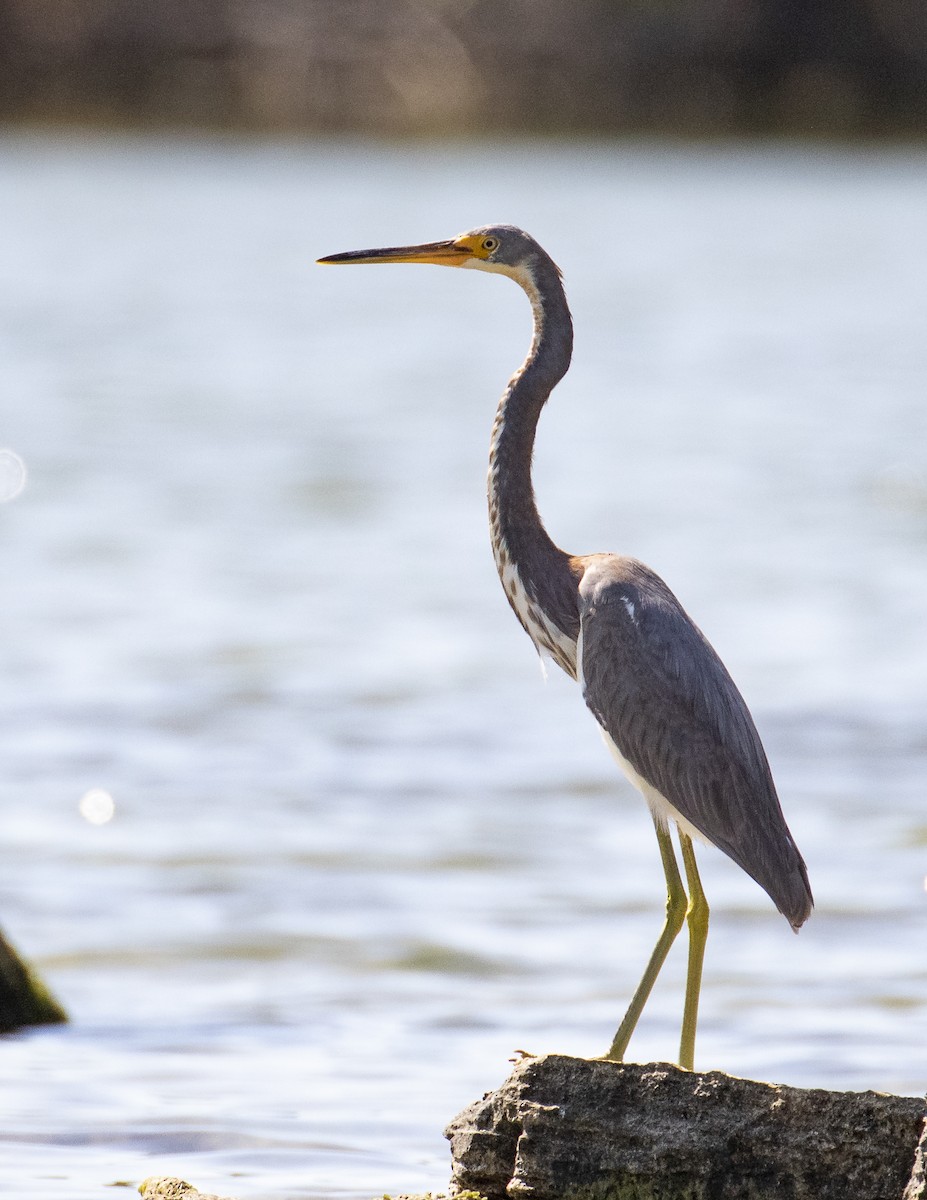 Tricolored Heron - ML203586871