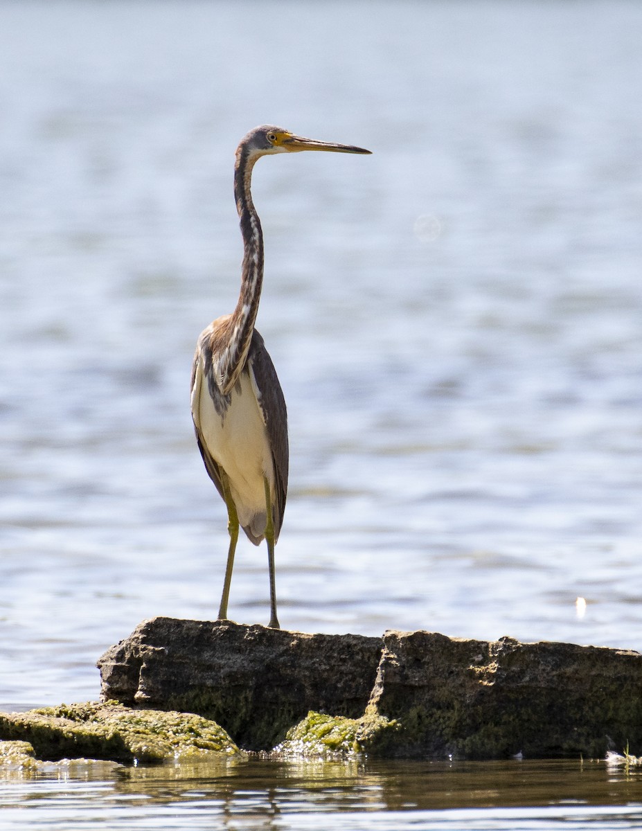 Tricolored Heron - ML203586891