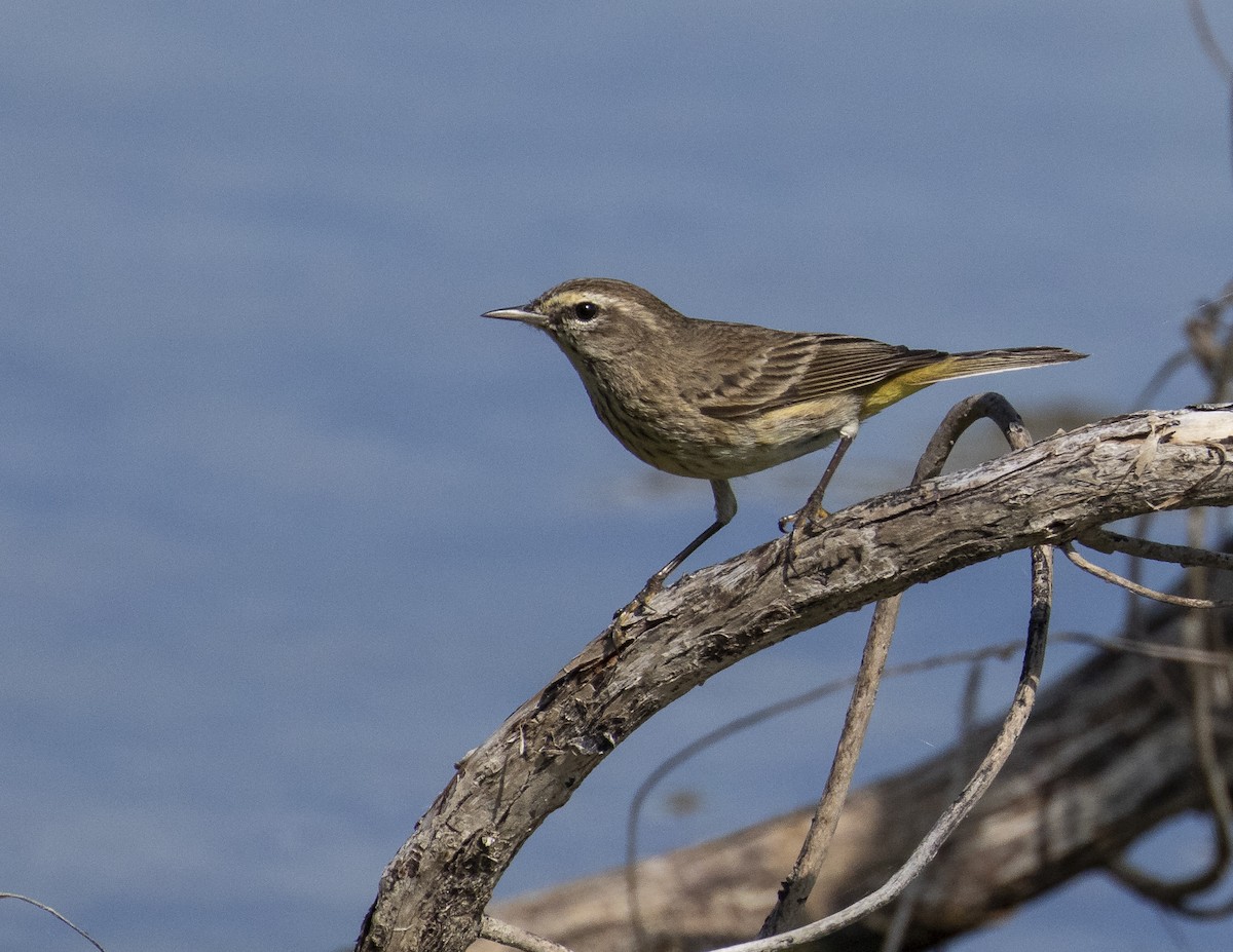 Palm Warbler - Kamella Boullé