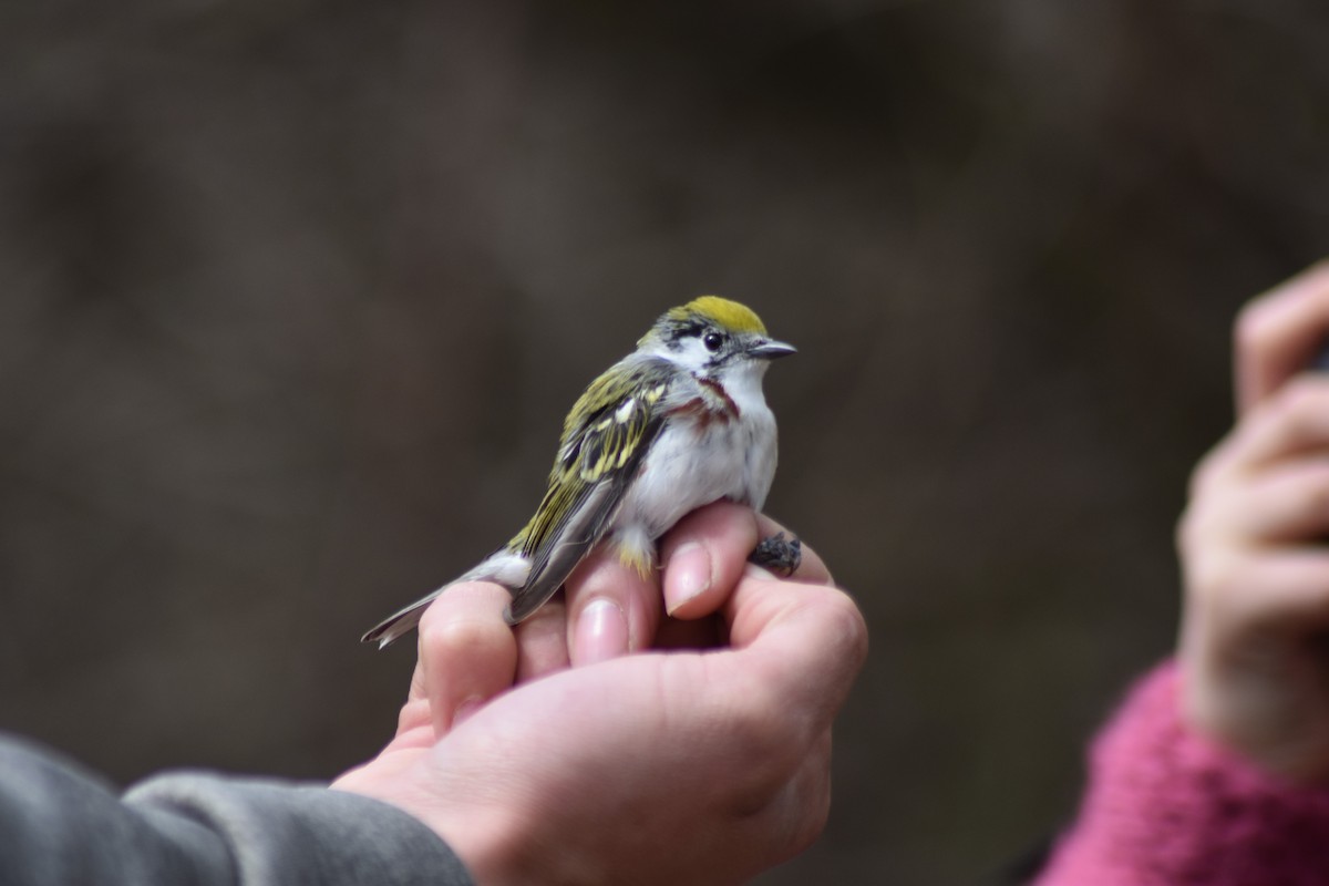 Chestnut-sided Warbler - ML203587781