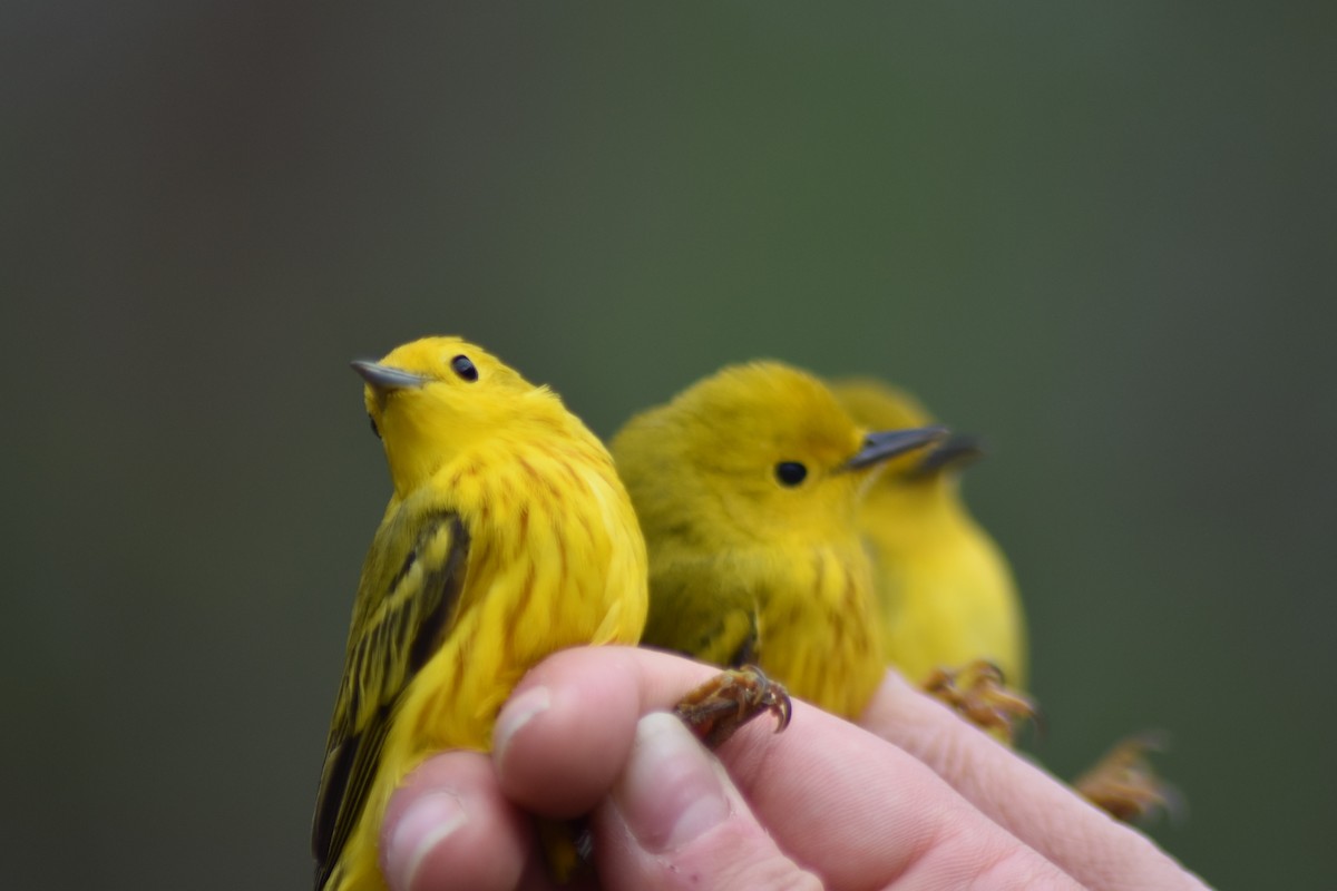 Yellow Warbler (Northern) - ML203587841