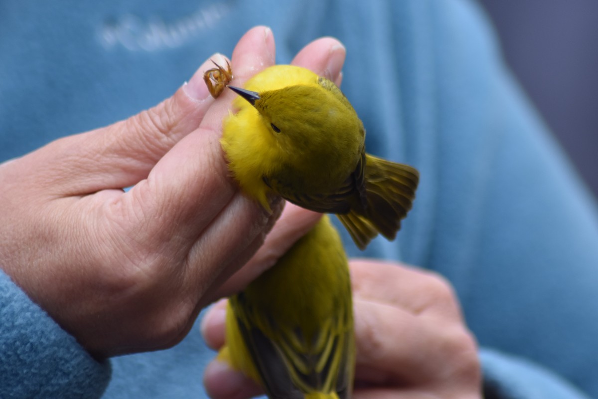 Yellow Warbler (Northern) - ML203587851