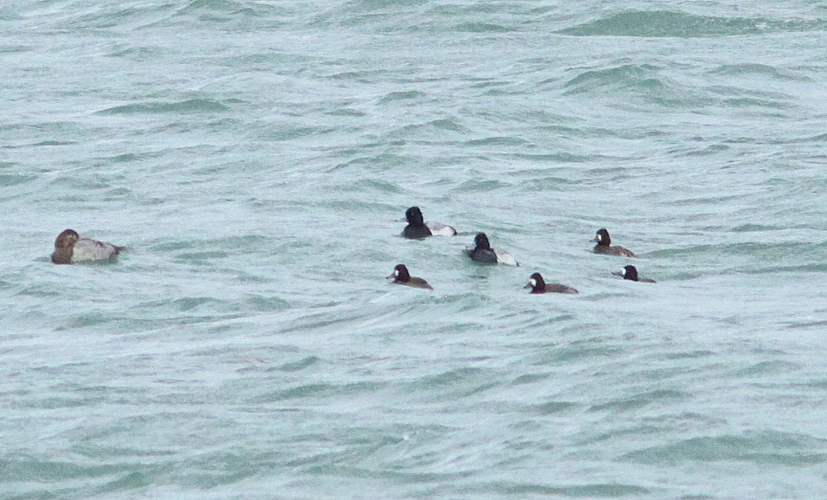 Lesser Scaup - Randy Pinkston