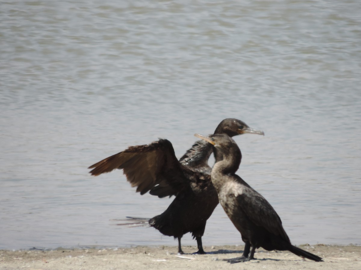 Cormorán Biguá - ML203588971