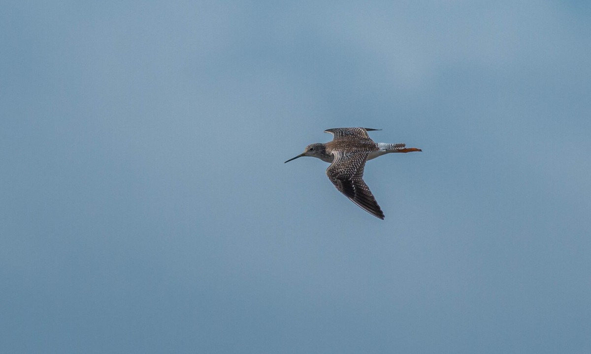 Greater Yellowlegs - ML203589521