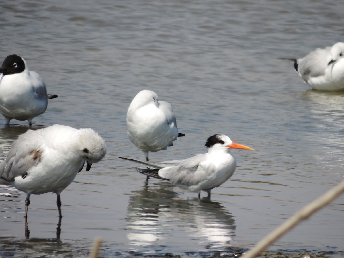 Elegant Tern - ML203589761