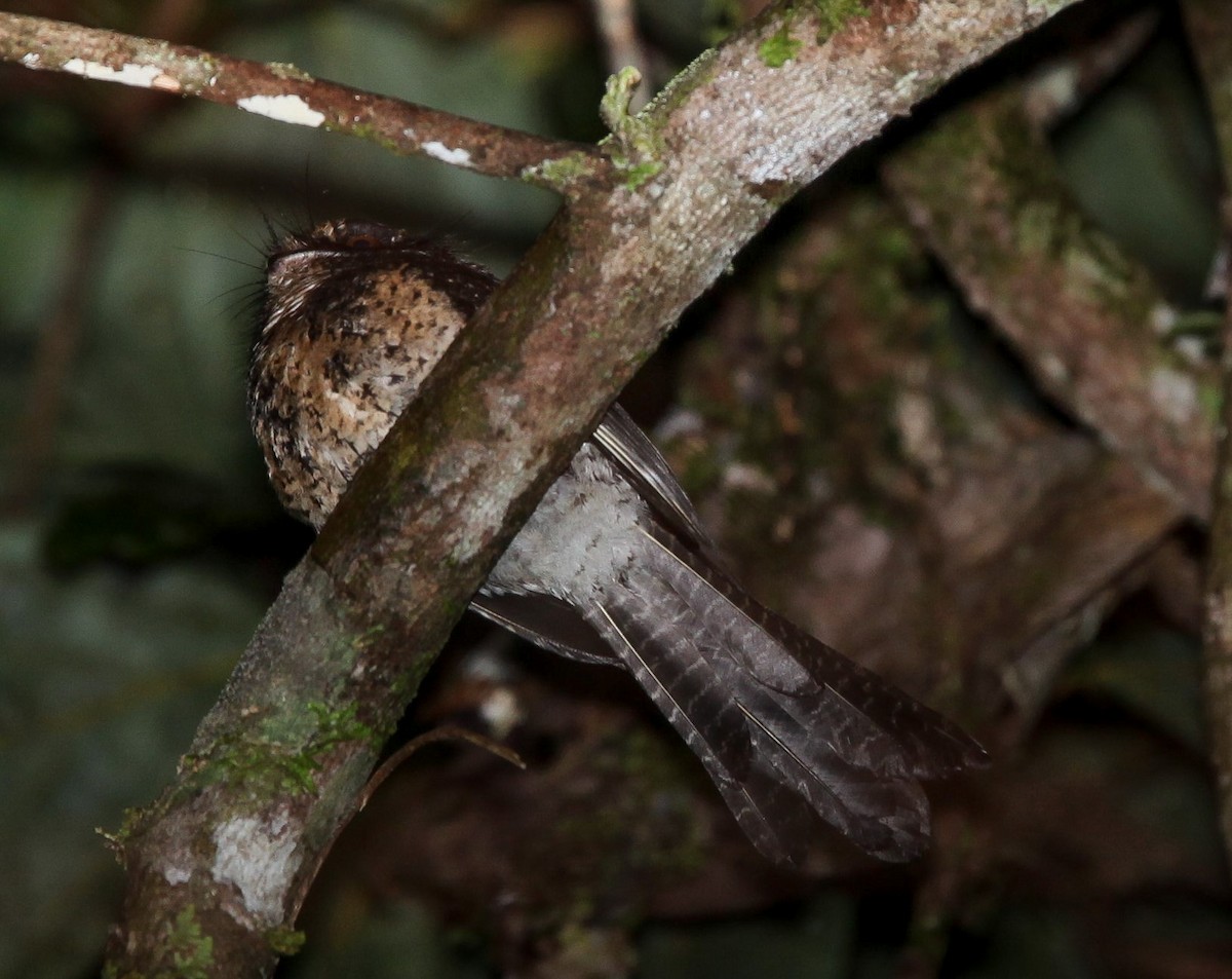 Wallace's Owlet-nightjar - ML203589991