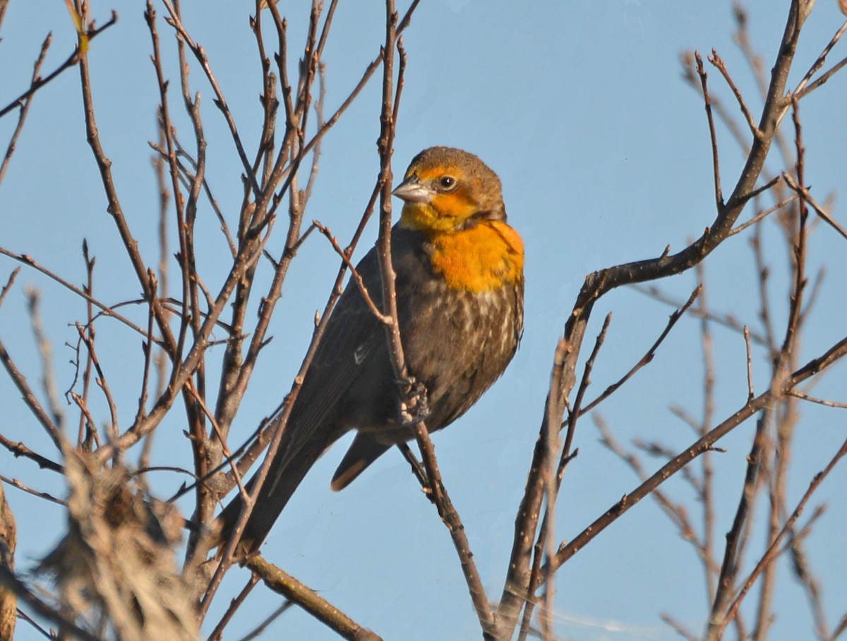 Yellow-headed Blackbird - ML20359031