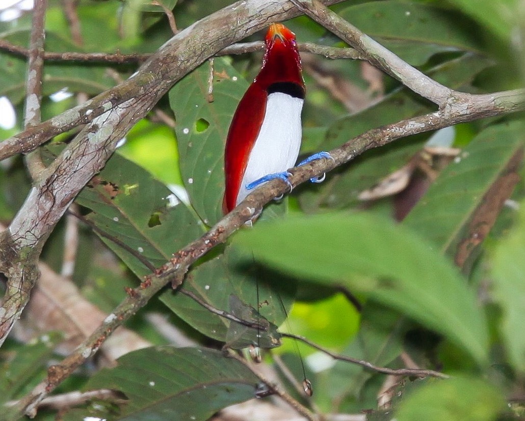 King Bird-of-Paradise - ML203590401