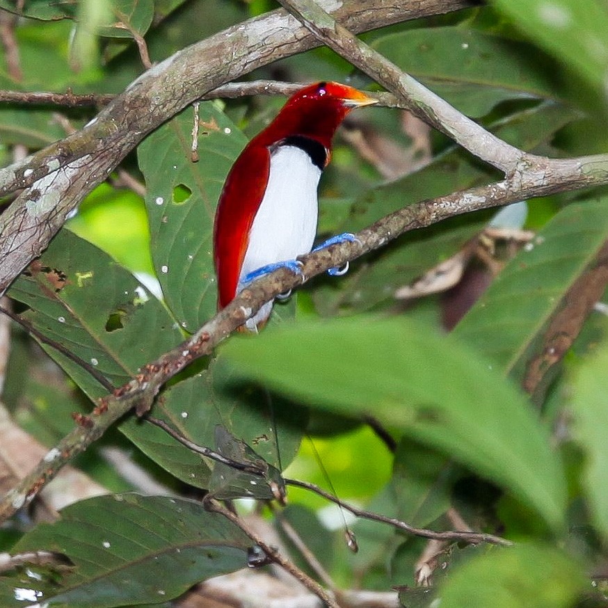 King Bird-of-Paradise - ML203590461