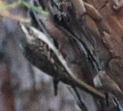 Brown Creeper - sicloot