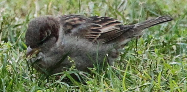 House Sparrow - ML20359151