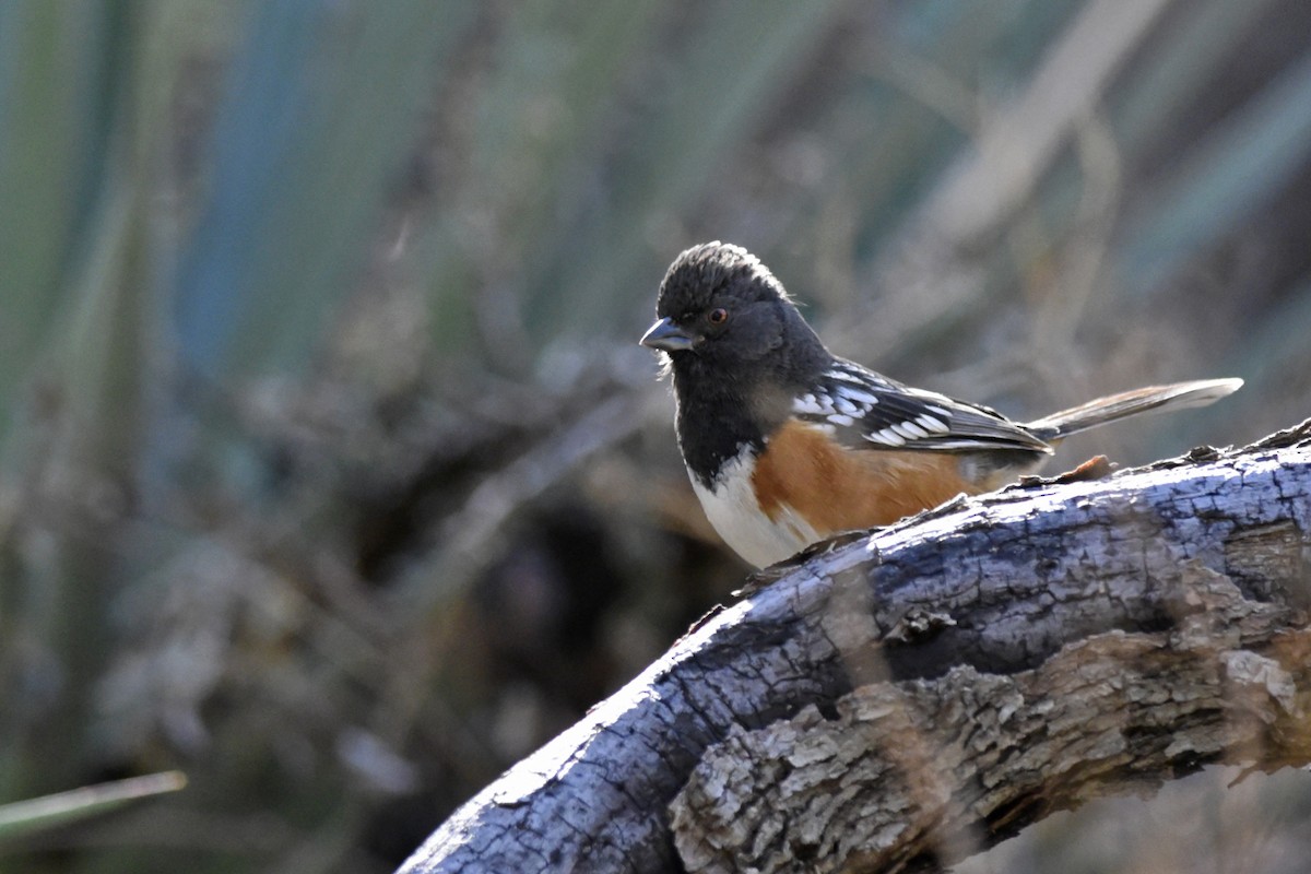 Spotted Towhee - ML203592611