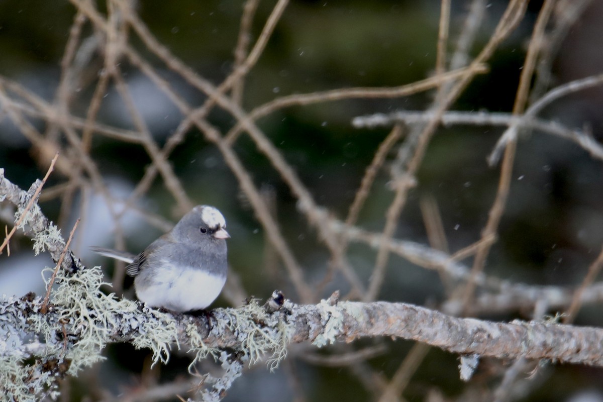 Junco Ojioscuro - ML203593841