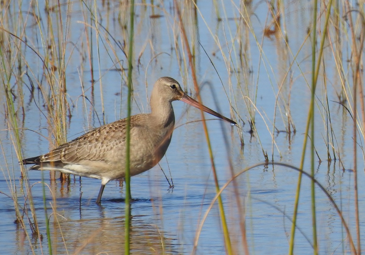 Hudsonian Godwit - ML20359731