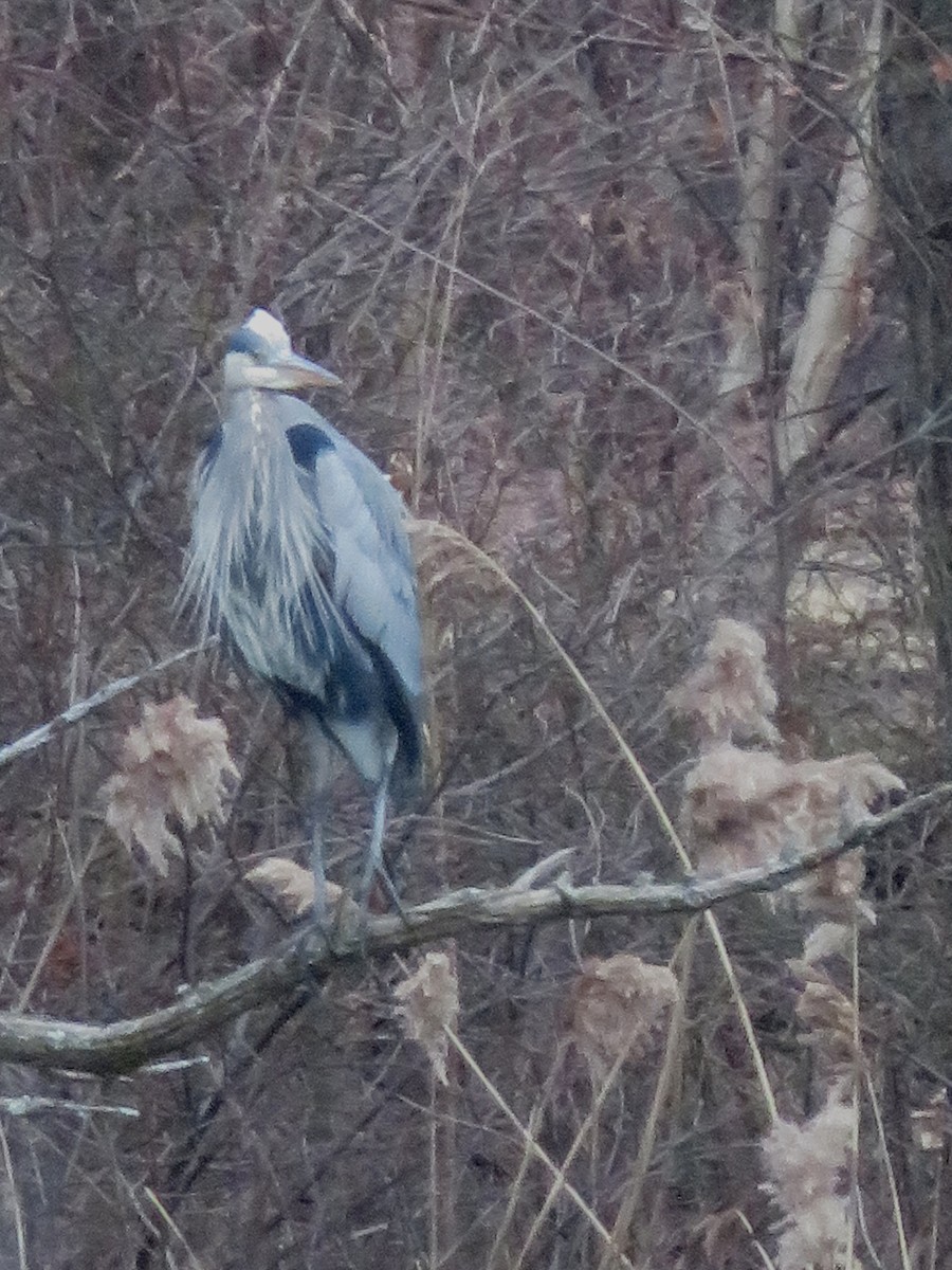 Great Blue Heron - ML203598881