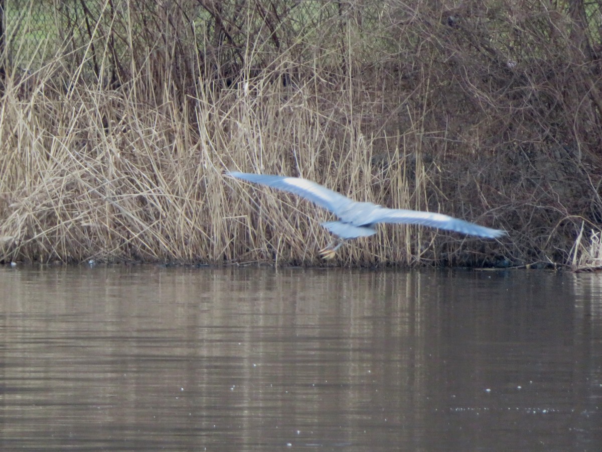 Great Blue Heron - ML203598891