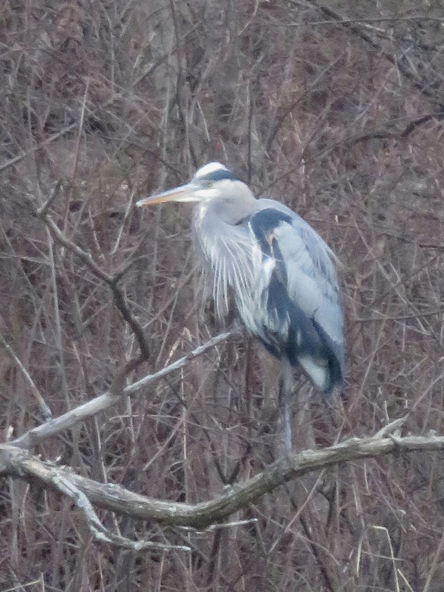 Great Blue Heron - ML203598901