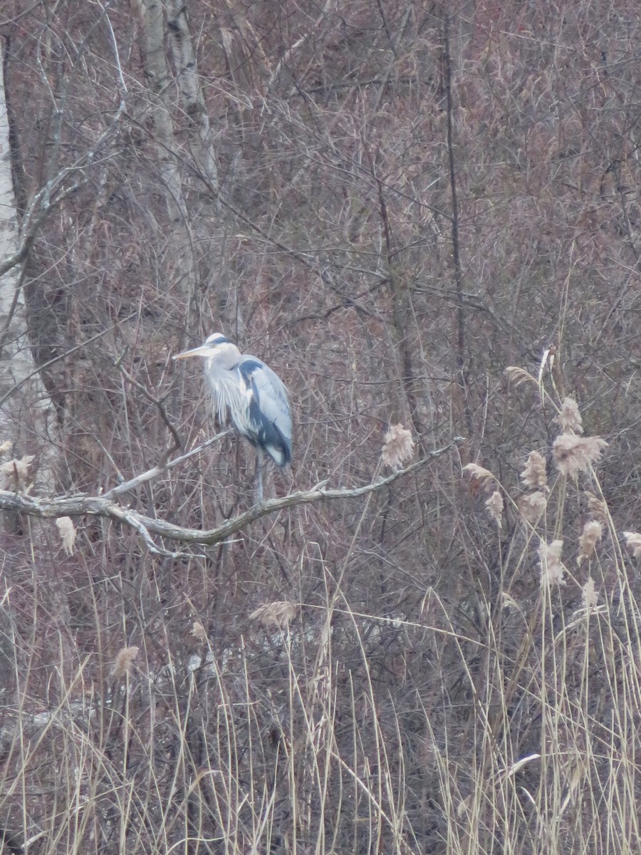 Great Blue Heron - ML203598911