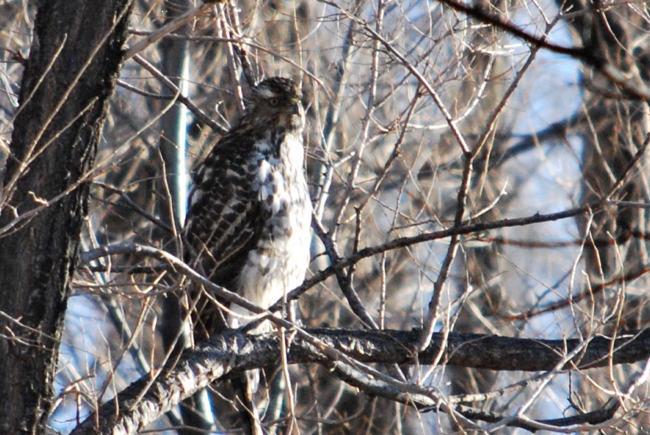 American Goshawk - ML203599241
