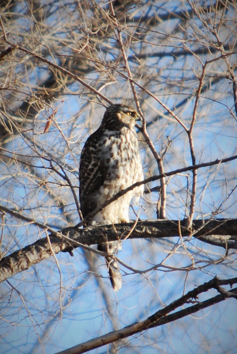 American Goshawk - ML203599291