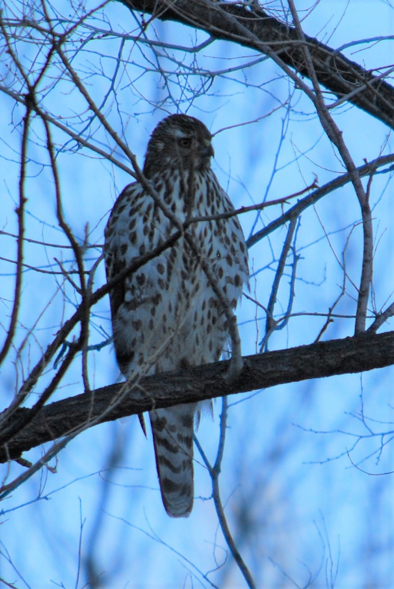 American Goshawk - ML203599351
