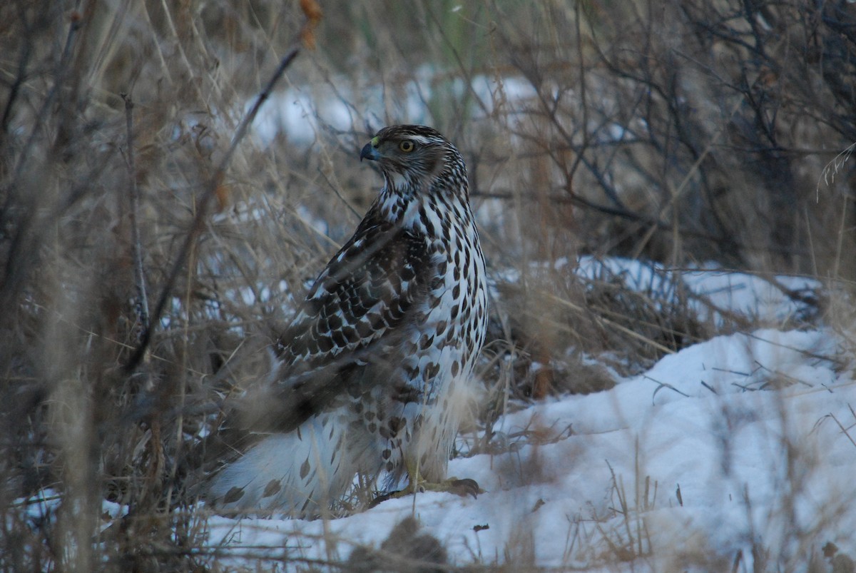 American Goshawk - ML203599401
