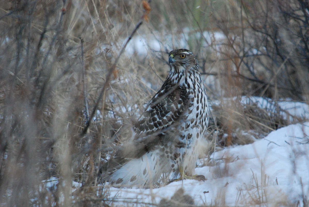 American Goshawk - ML203599431