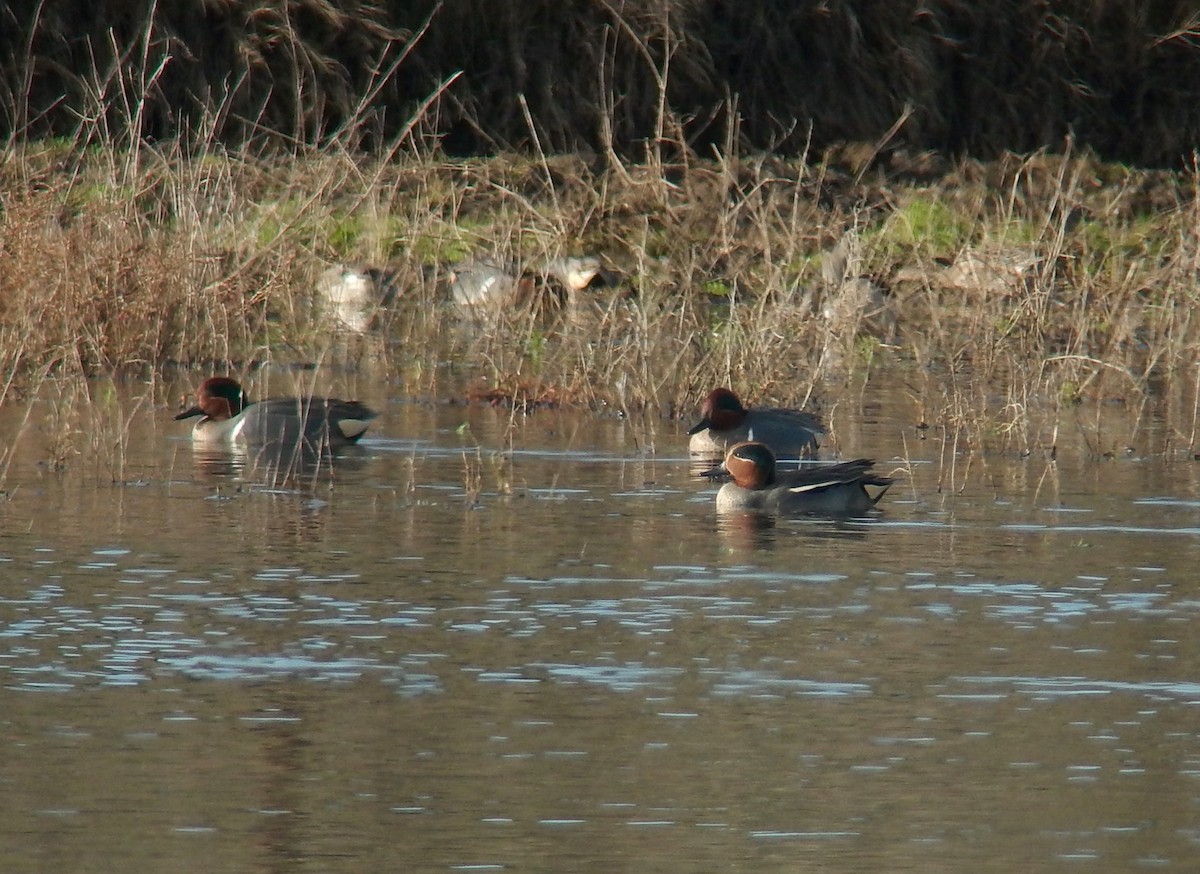 Green-winged Teal (Eurasian) - Brad Elvert