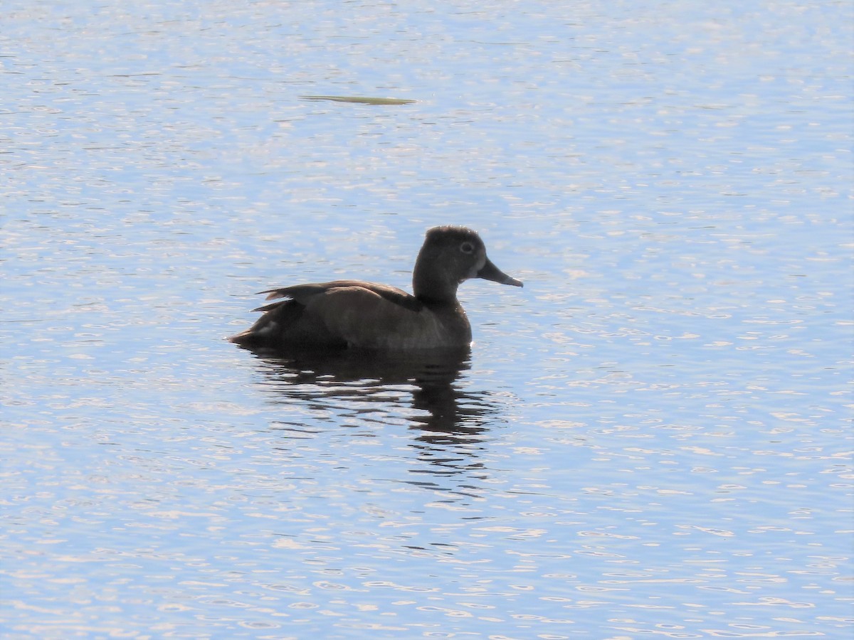 Lesser Scaup - ML203600311