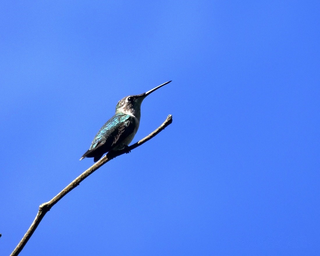 Ruby-throated Hummingbird - Edwin Calderon