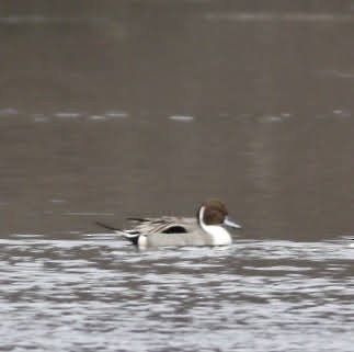 Northern Pintail - ML203601141