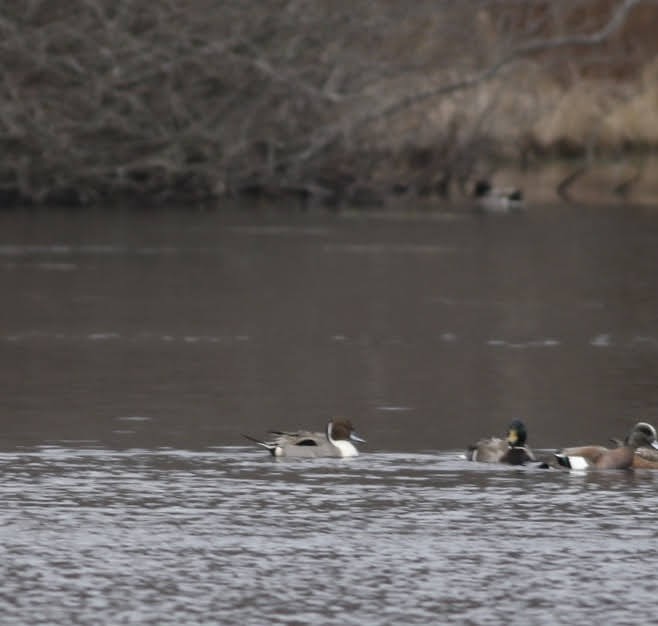 Northern Pintail - ML203601151