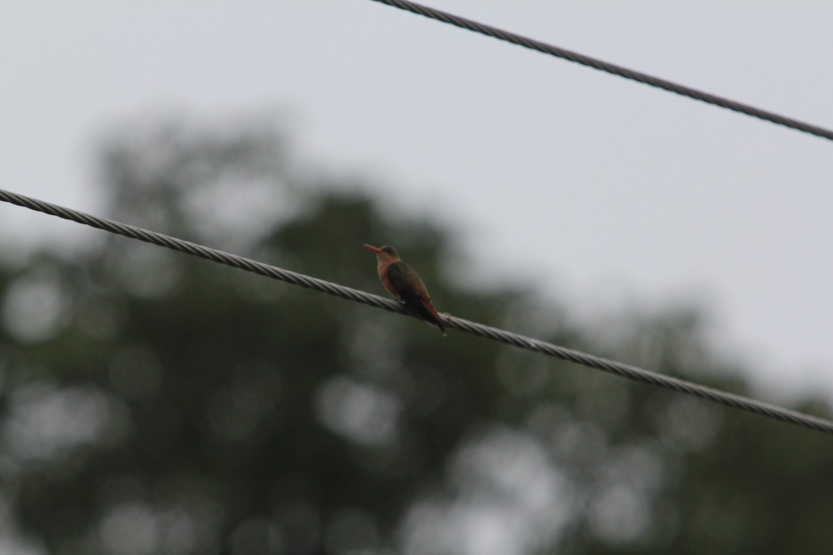 Cinnamon Hummingbird - ML203601981