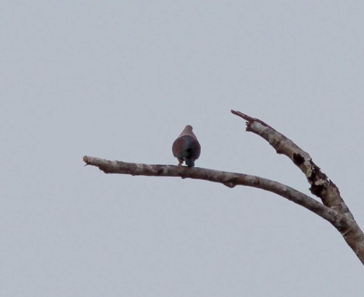 Zoe's Imperial-Pigeon - ML203602131