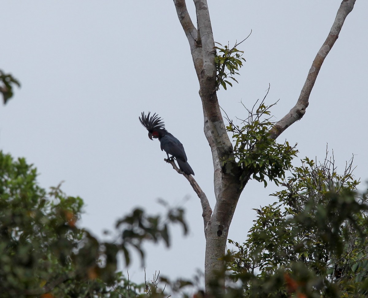 Cacatúa Enlutada - ML203602401