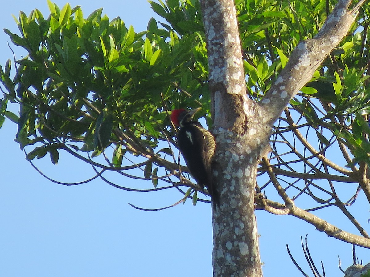 Lineated Woodpecker - ML203603611