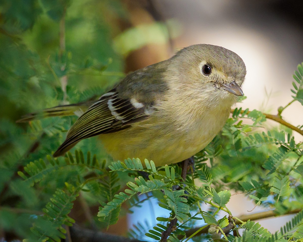 Hutton's Vireo - Greg Drawbaugh