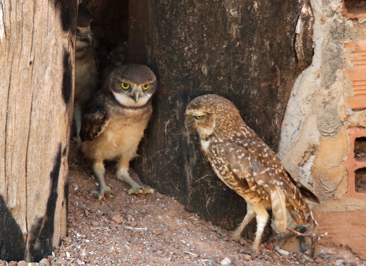 Burrowing Owl - ML203604471