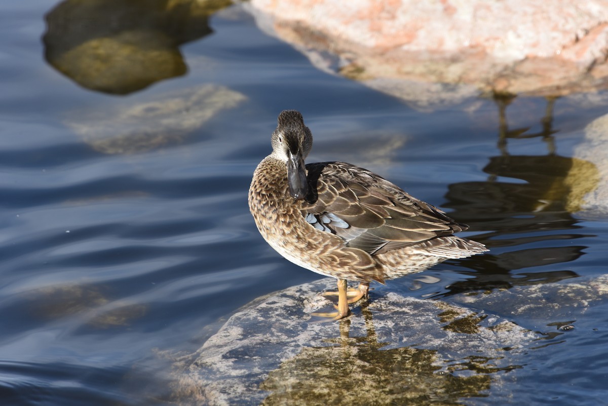 Blue-winged Teal - Ed Horton