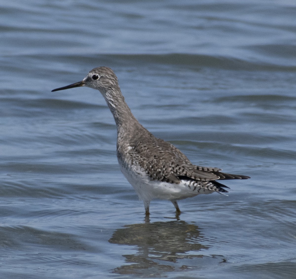 Greater Yellowlegs - Pablo Bravo Araya