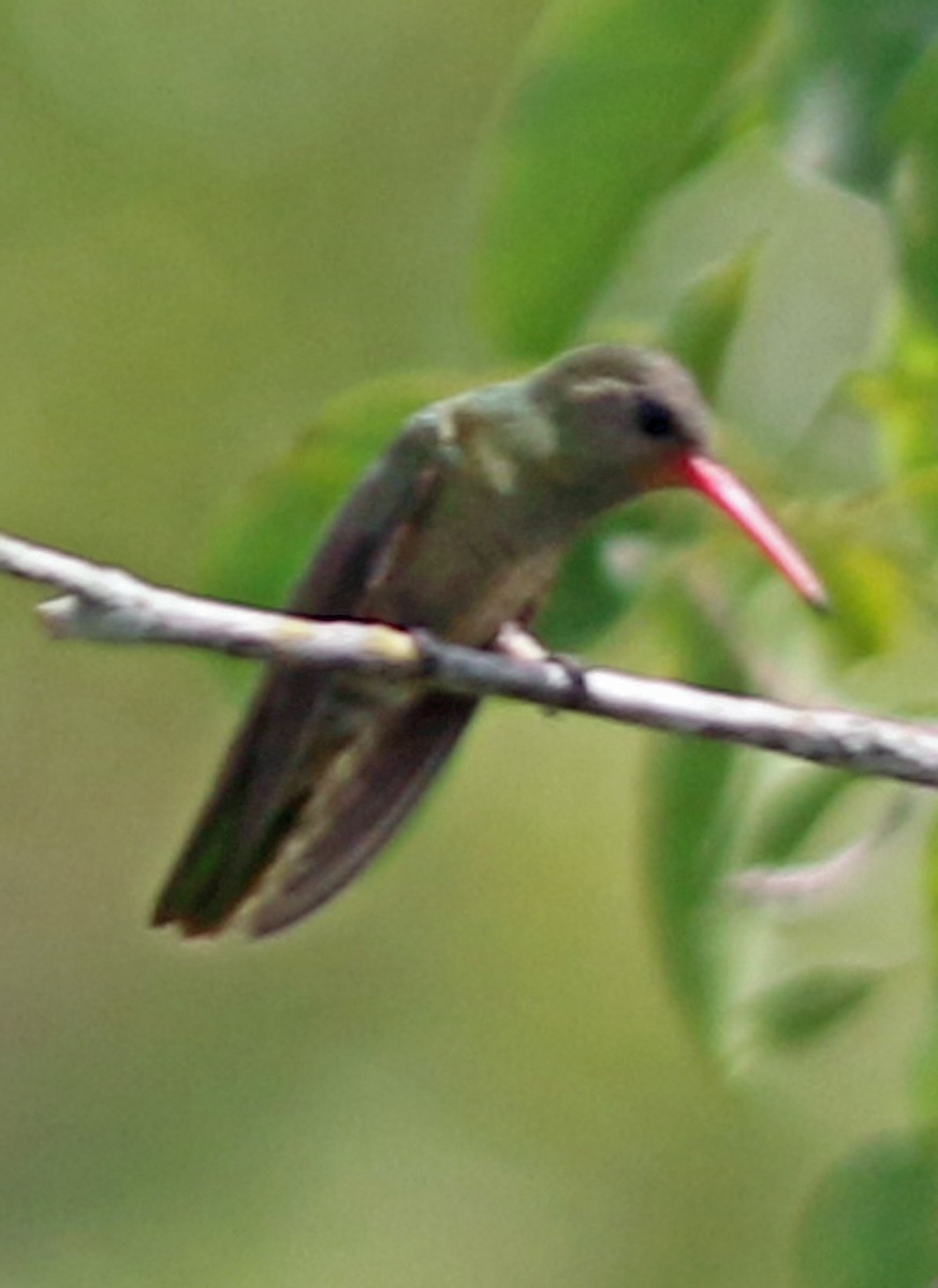 Gilded Hummingbird - ML203605881