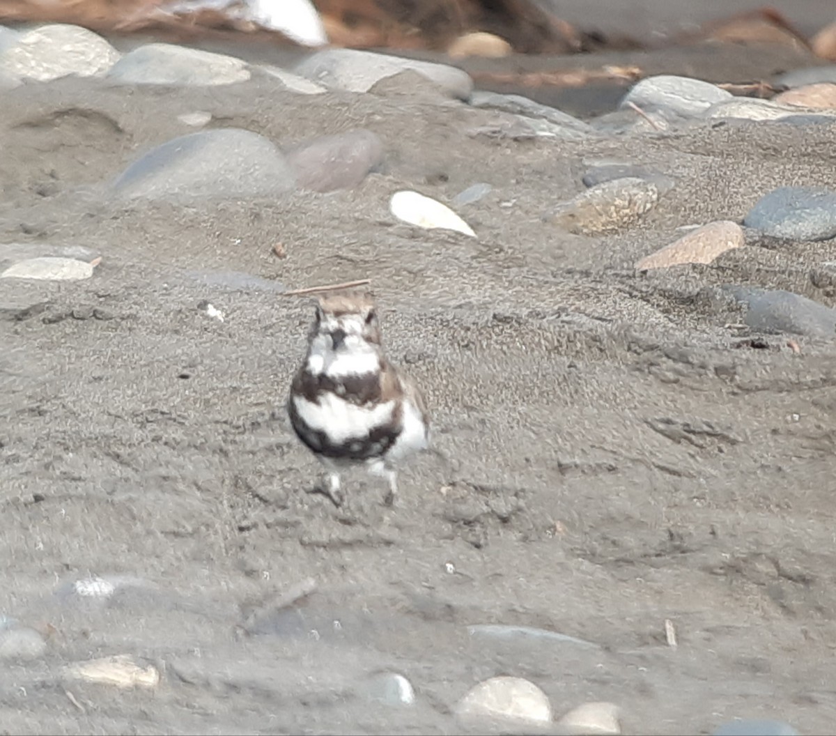 Two-banded Plover - ML203608421