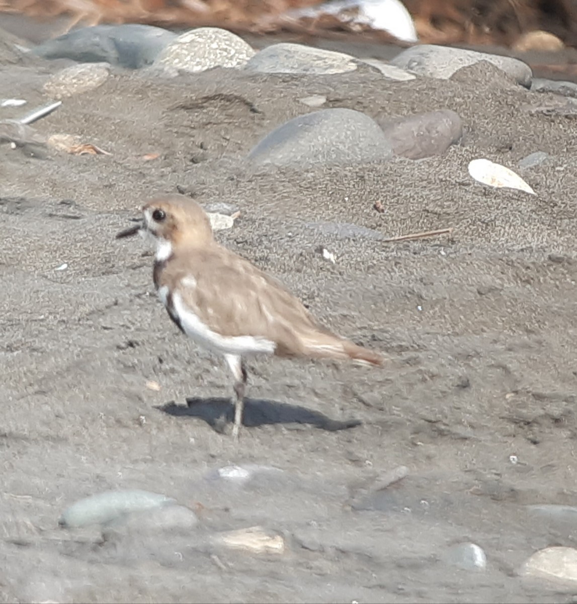 Two-banded Plover - ML203608431