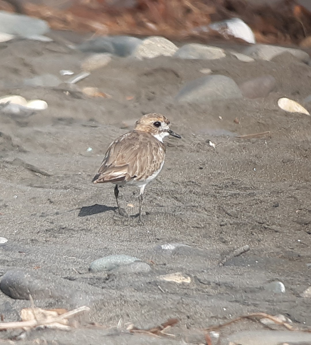 Two-banded Plover - ML203608441